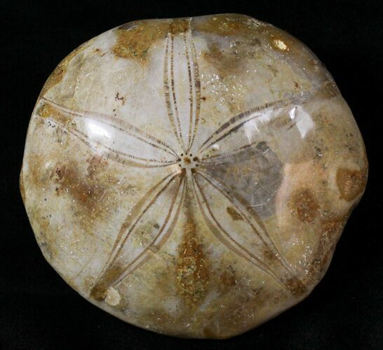 Large Polished Fossil Sand Dollar - Jurassic #18780